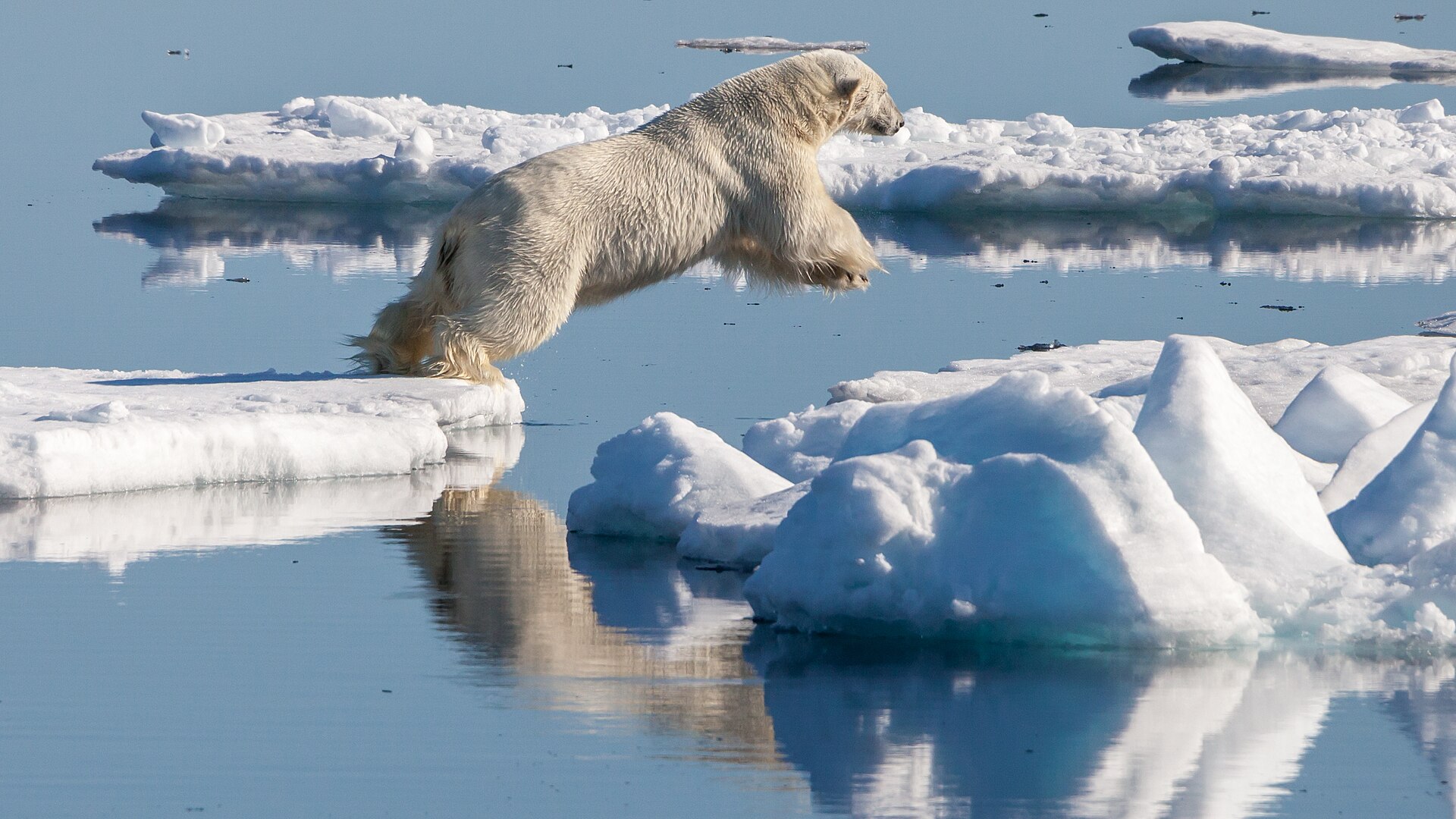 Ours polaire sur la banquise dérivante