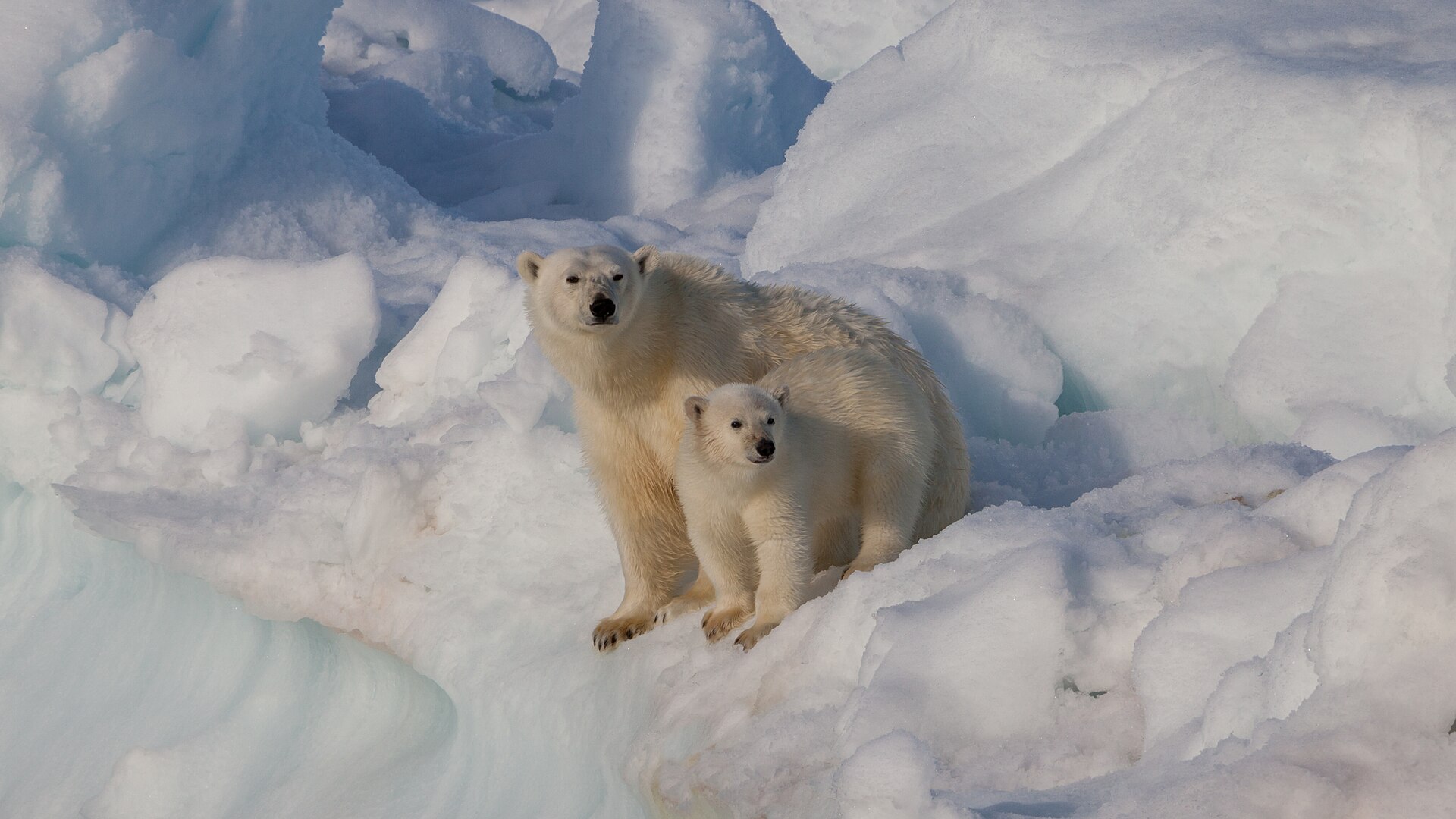 Ourse polaire et son ourson